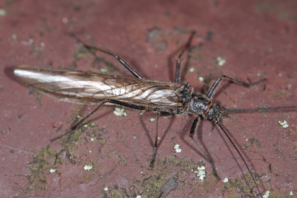 Plecoptera - Álkérészek