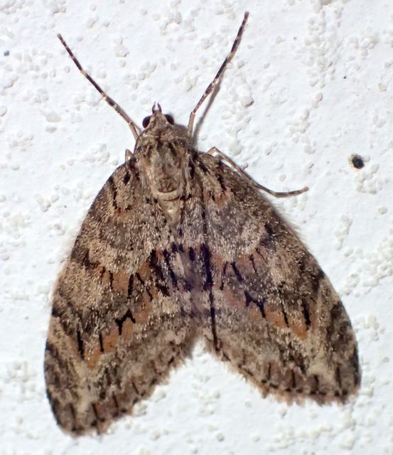 Trichopteryx polycommata - kőrisfa-lebenyesaraszoló