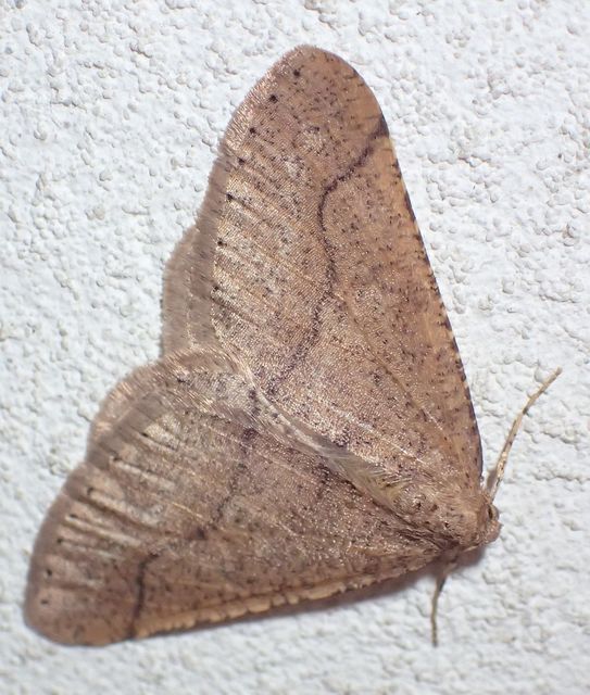 Agriopis marginaria - sárgás téliaraszoló