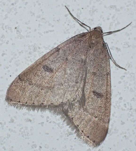 Theria rupicapraria - tavaszi kökényaraszoló