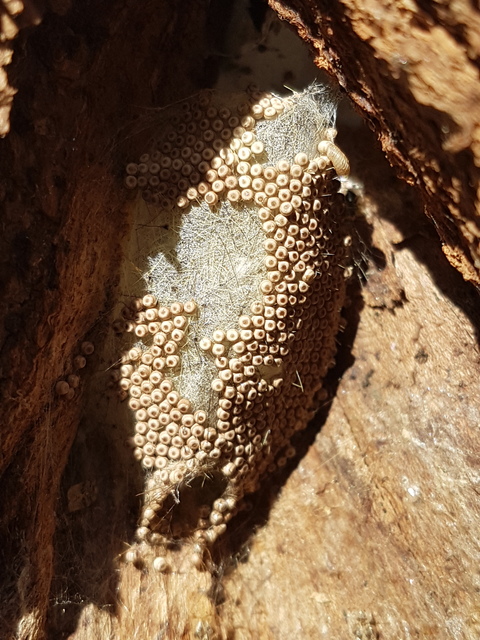 Orgyia antiqua - rozsdabarna kisszövő