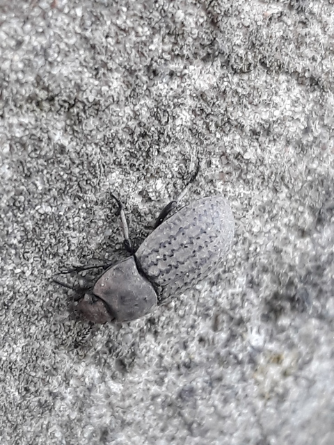 Opatrum sabulosum - sároshátú gyászbogár