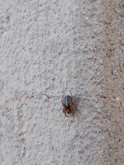 Hypsosinga