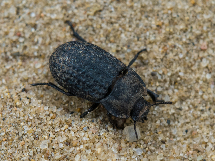 Opatrum sabulosum - sároshátú gyászbogár