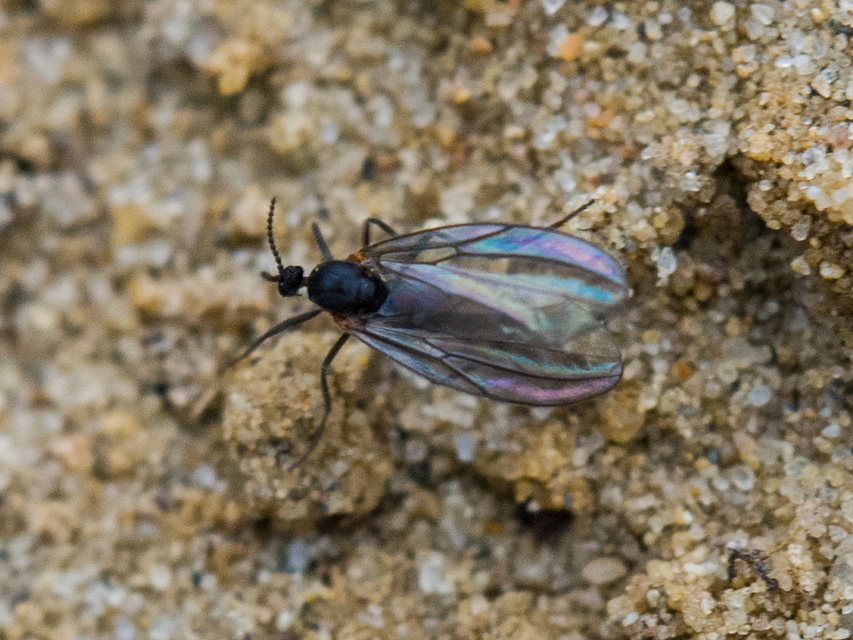 Cecidomyiidae - gubacsszúnyogok