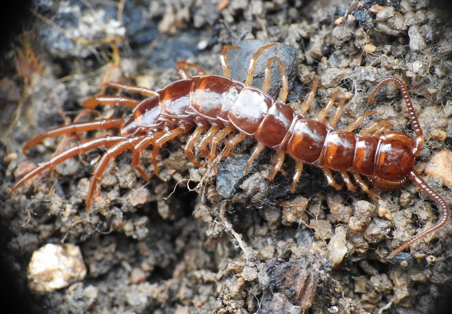 Lithobiidae