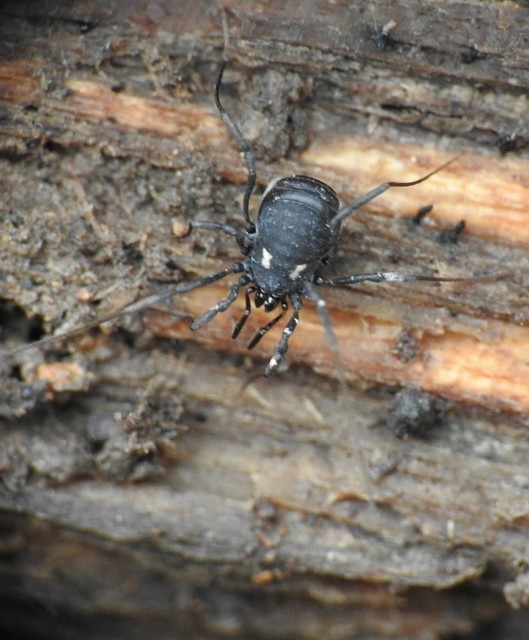Opiliones - Kaszáspókok