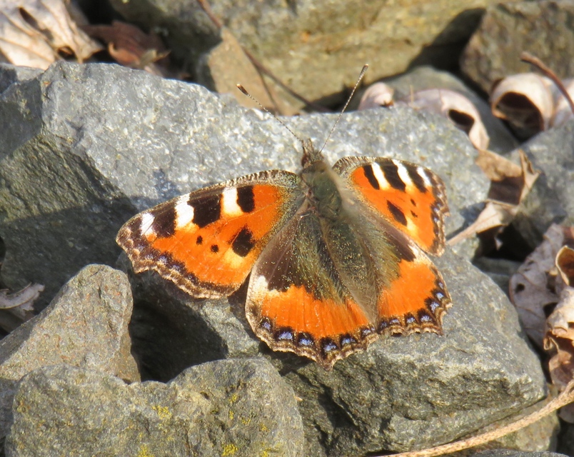 Nymphalis urticae - kis rókalepke