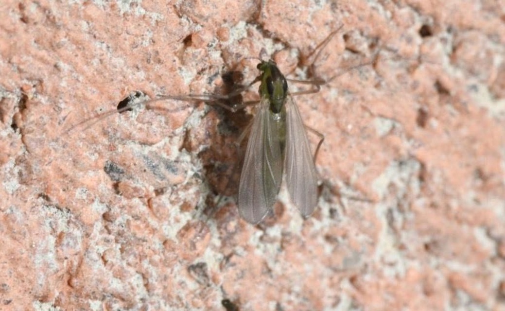 Chironomidae - árvaszúnyogok