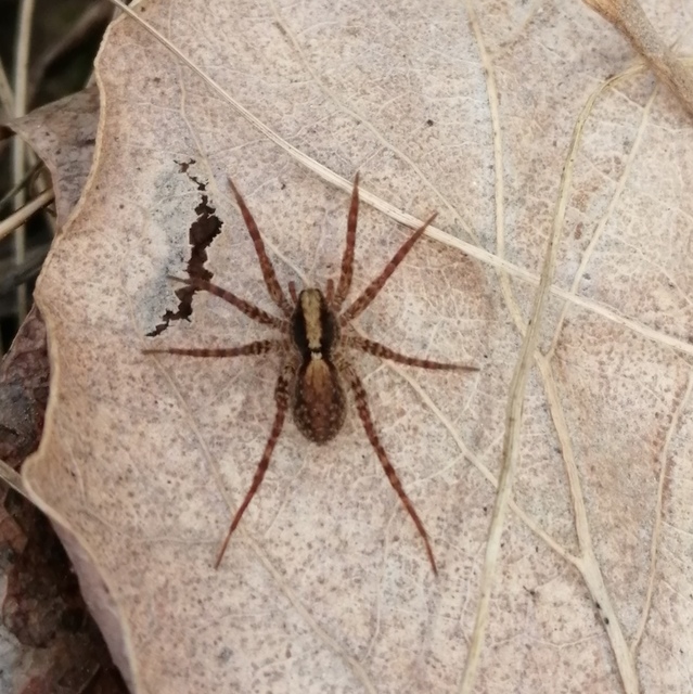 Pardosa alacris/lugubris