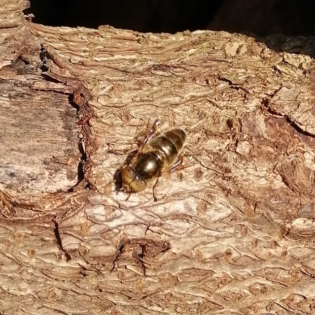 Eristalinus aeneus - bronzos foltosszeműlégy