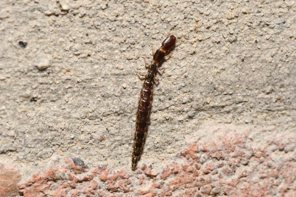 Raphidioptera - Tevenyakú-fátyolkák