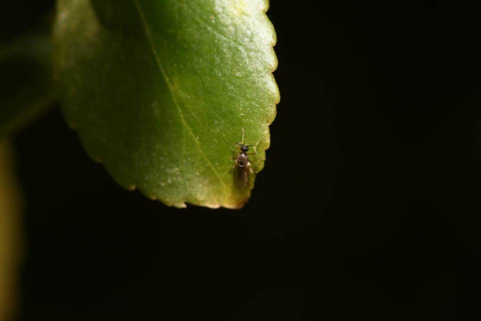 Ceratopogonidae - törpeszúnyogok