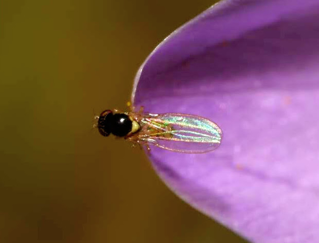 Asteia amoena