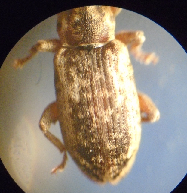 Dorytomus ictor - szegélyes hangormányos