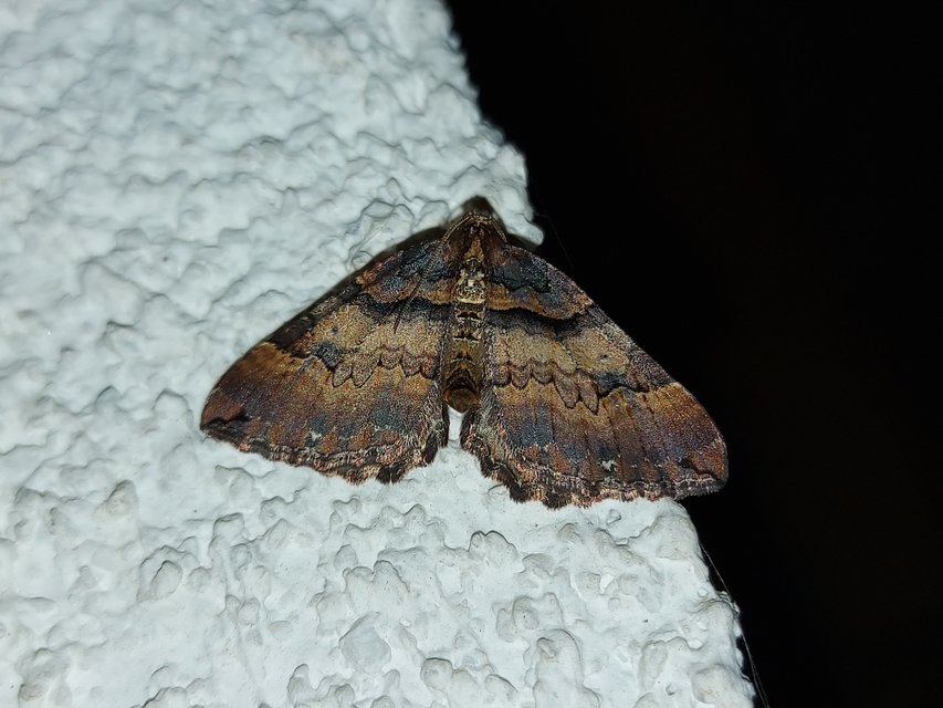 Earophila badiata - csipkerózsa-araszoló