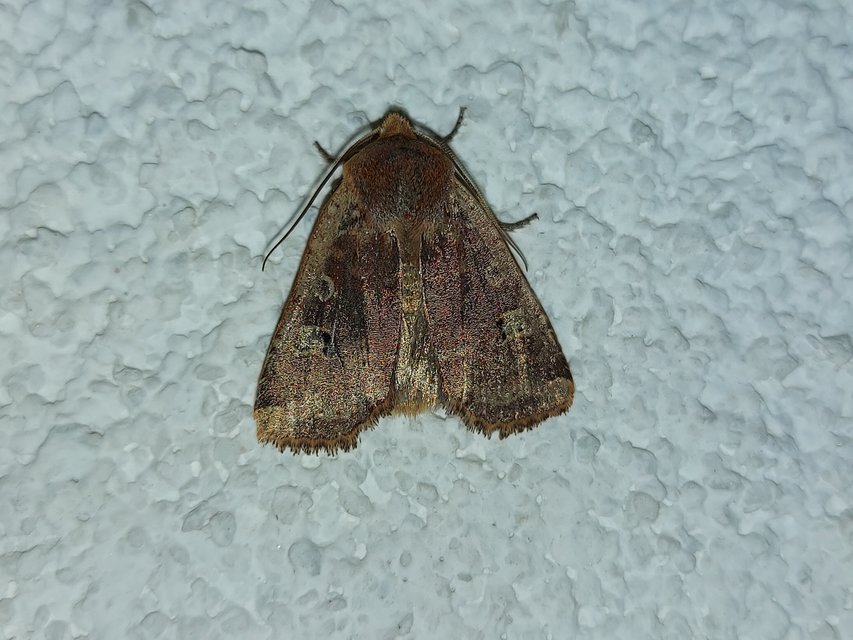 Conistra erythrocephala - vörösfejű őszibagoly
