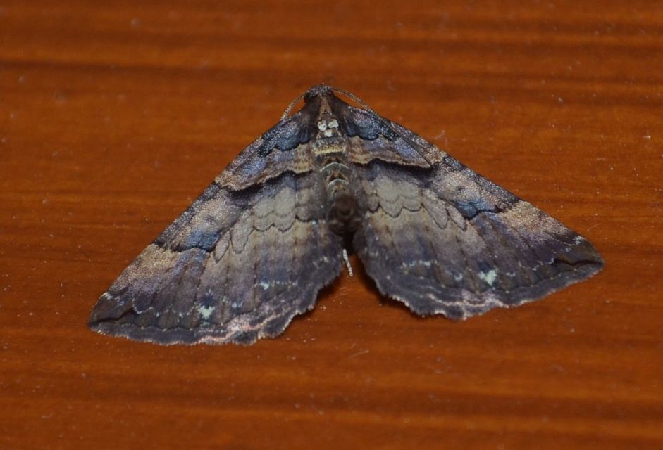 Earophila badiata - csipkerózsa-araszoló