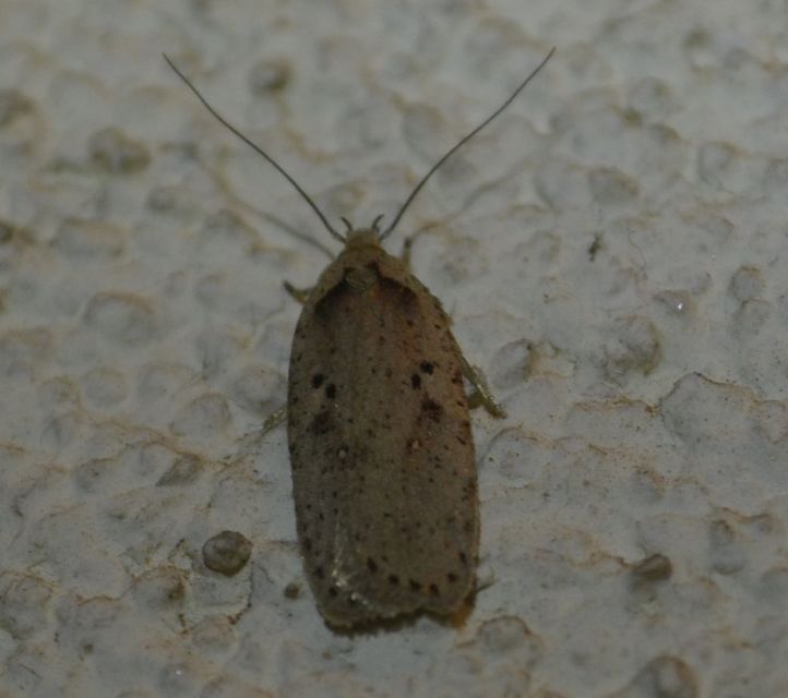 Agonopterix yeatiana - köményszövő laposmoly