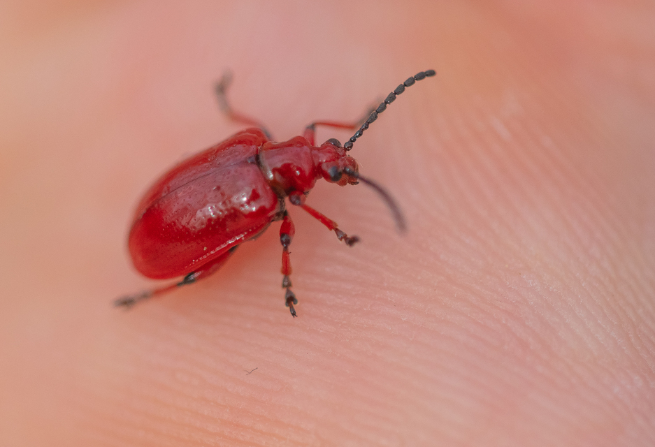 Lilioceris merdigera - hagymabogár Lilioceris merdigera - hagymabogár