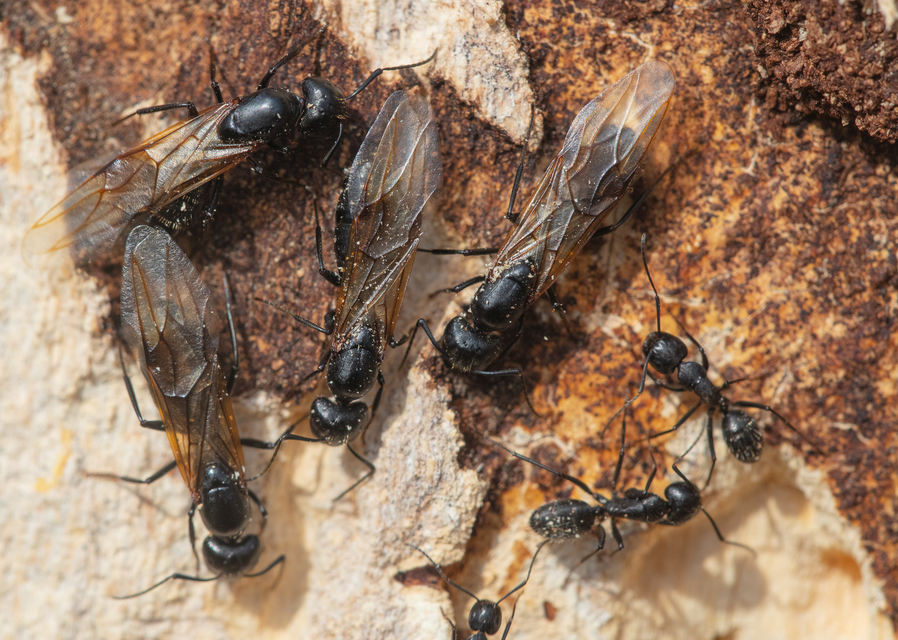 Camponotus vagus - fekete lóhangya