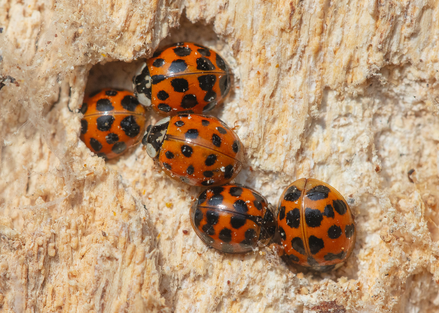 Harmonia axyridis - harlekinkatica