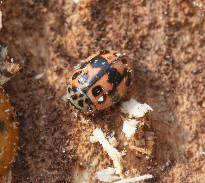 Oenopia conglobata - rózsás katica