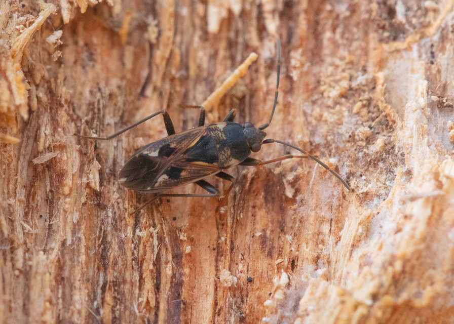 Rhyparochromus vulgaris - közönséges díszesbodobács