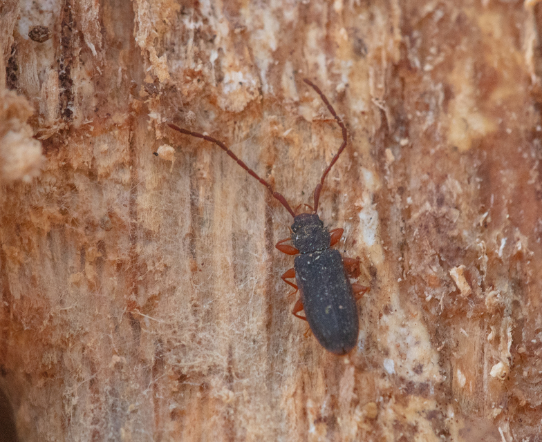 Uleiota planatus - hosszúcsápú fogasnyakú-lapbogár