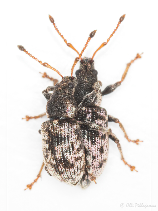 Phyllobius dispar - fémesszőrű levélormányos