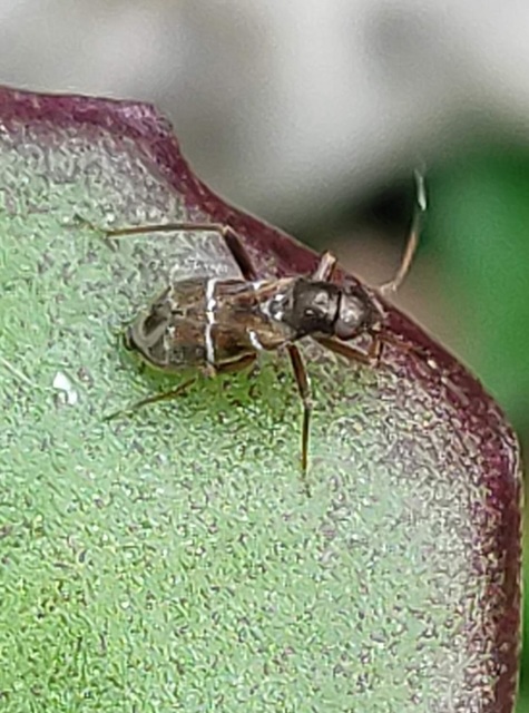 Pilophorus confusus - kis ezüstös mezeipoloska Pilophorus confusus - kis ezüstös mezeipoloska