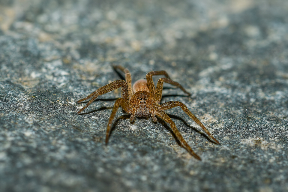 Dolomedes plantarius/fimbriatus