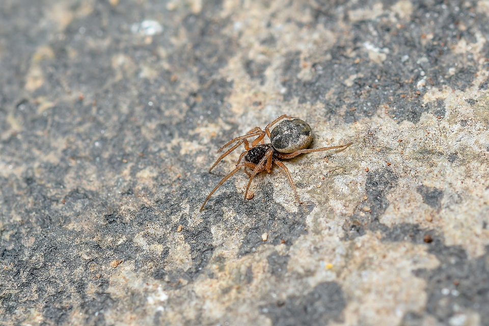 Pachygnatha