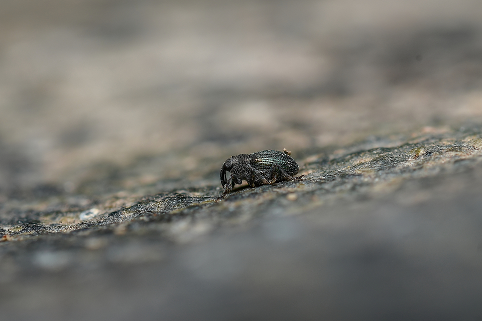 Ceutorhynchus