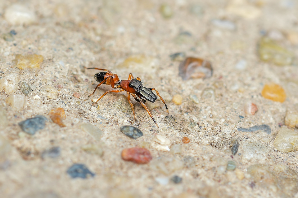 Myrmarachne formicaria - nagy hangyautánzópók