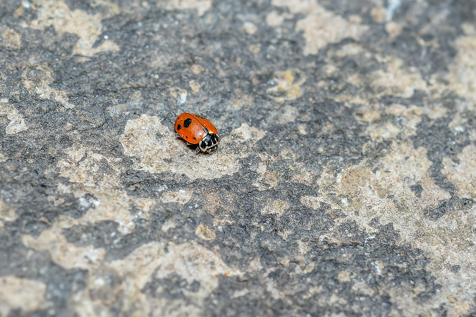 Hippodamia variegata - tizenhárompettyes katica