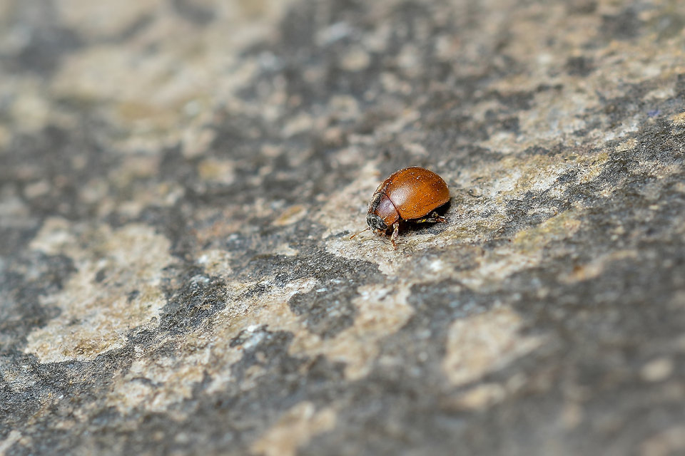Cynegetis impunctata - pázsitfűböde