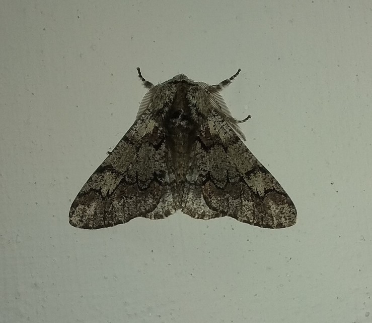 Biston strataria - barnapettyes araszoló