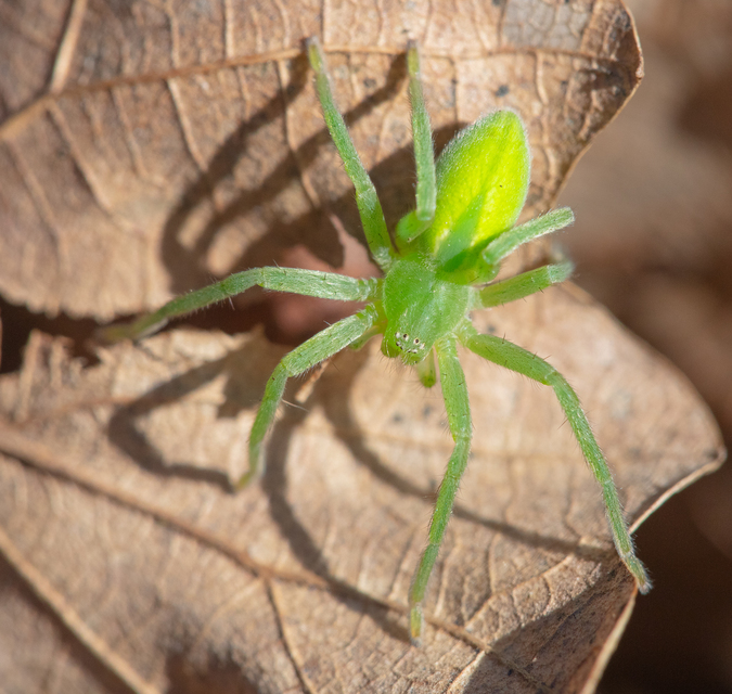 Micrommata virescens - hunyópók