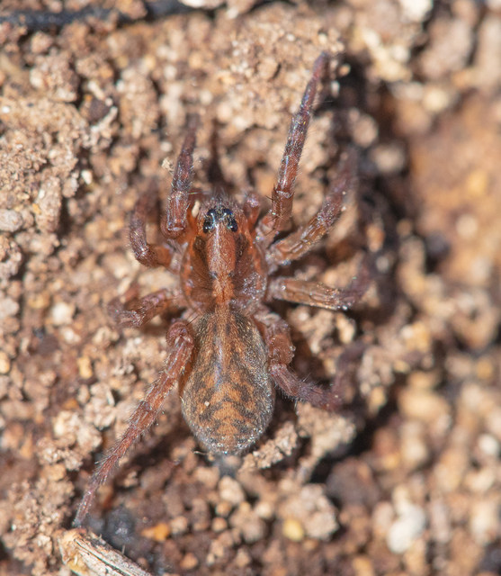 Trochosa