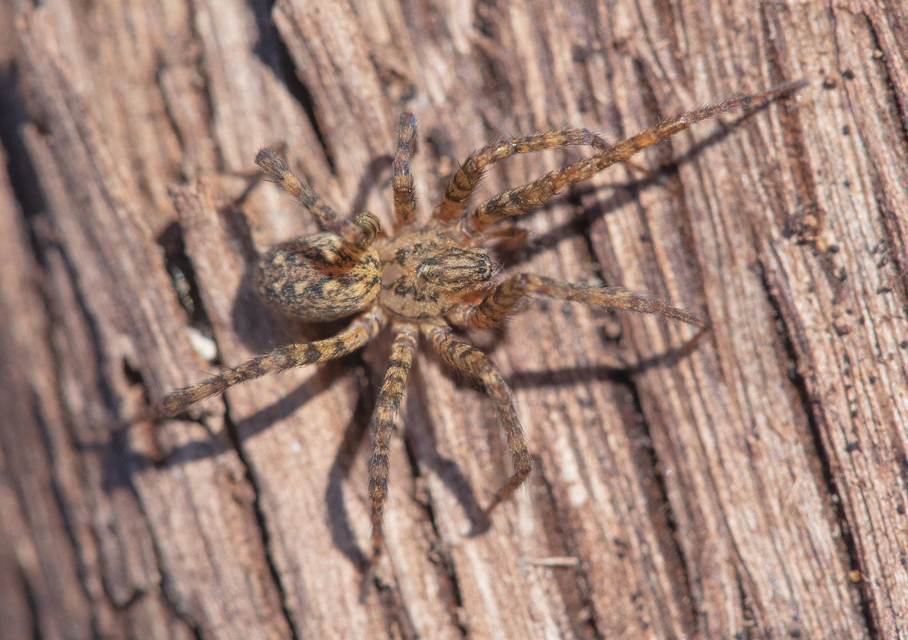 Tegenaria silvestris - erdei zugpók
