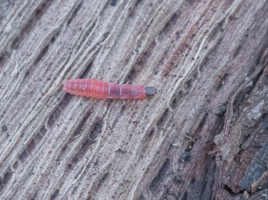 Melyridae - sziklaibogár-félék