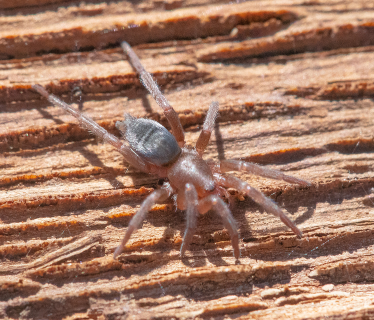 Scotophaeus