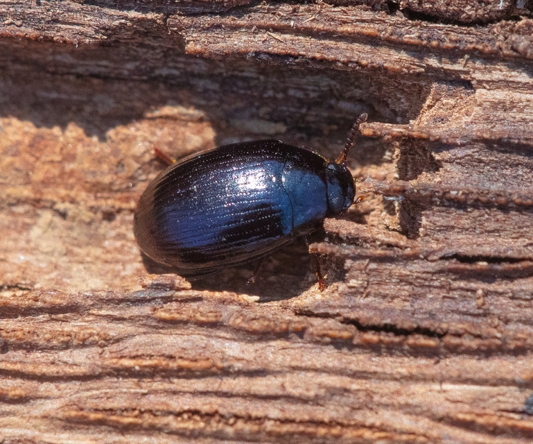 Platydema violaceum - fémkék taplóbogár