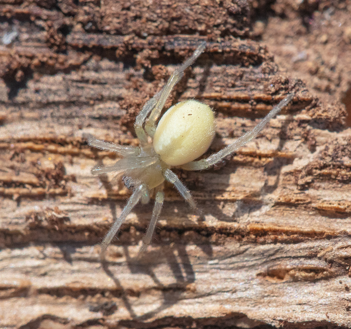 Cheiracanthium