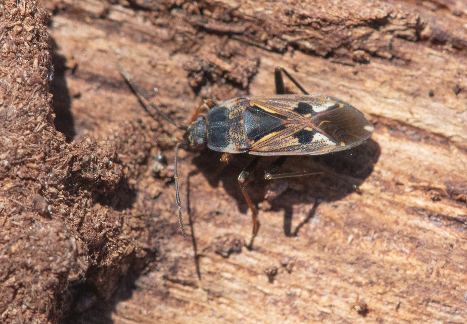 Rhyparochromus vulgaris - közönséges díszesbodobács