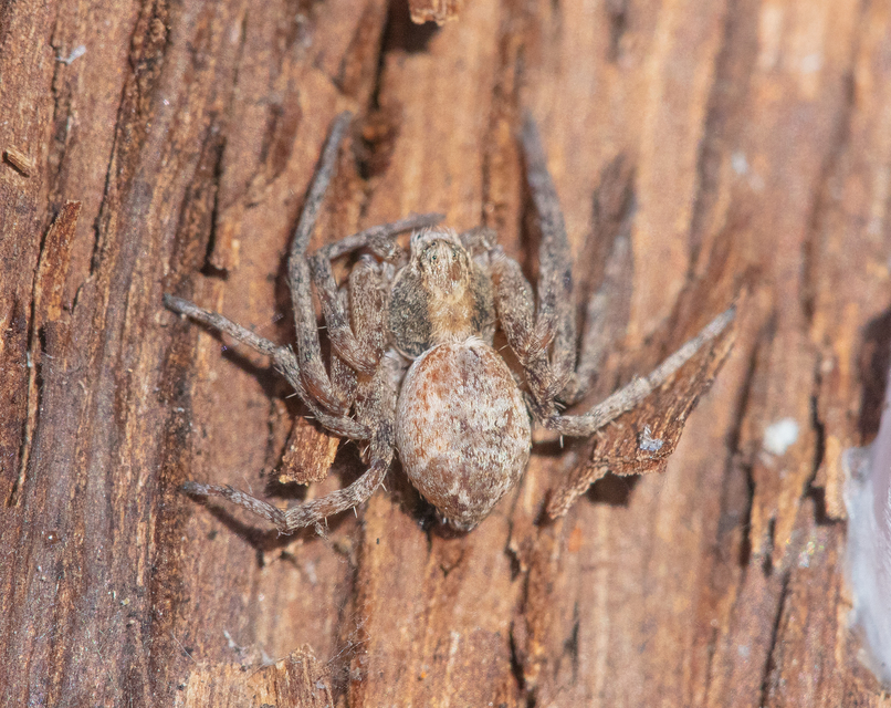 Philodromus