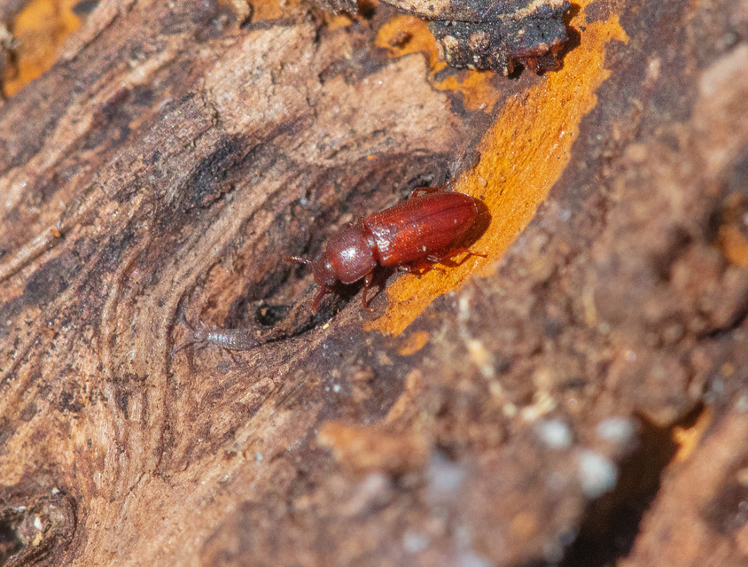 Palorus