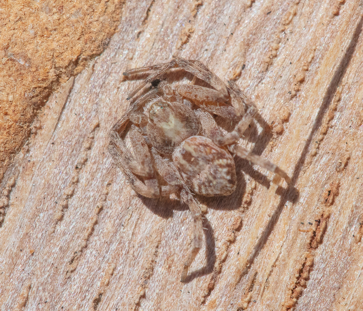 Philodromus