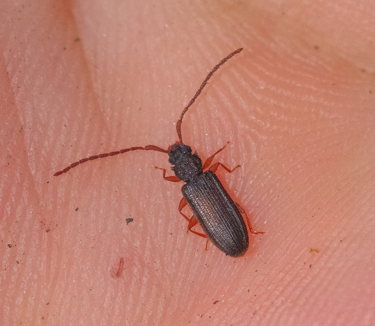 Uleiota planatus - hosszúcsápú fogasnyakú-lapbogár
